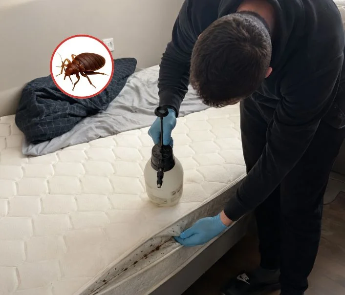 Technicien traitant un matelas contre les punaises de lit à Jouy-en-Josas